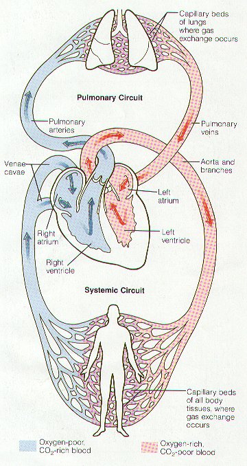 circulatory system functions. The Circulatory System